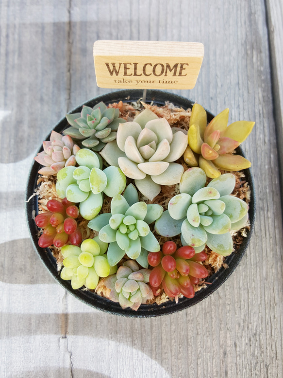 多肉植物のリメイク缶寄せ植え♪ピック付き《アンティークピンク》 2枚目の画像