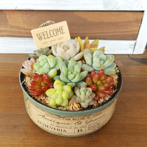 多肉植物のリメイク缶寄せ植え♪ピック付き《アンティーク