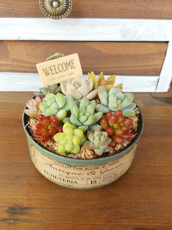 多肉植物のリメイク缶寄せ植え♪ピック付き《アンティークグリーン
