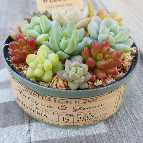 多肉植物のリメイク缶寄せ植え♪ピック付き《アンティーク