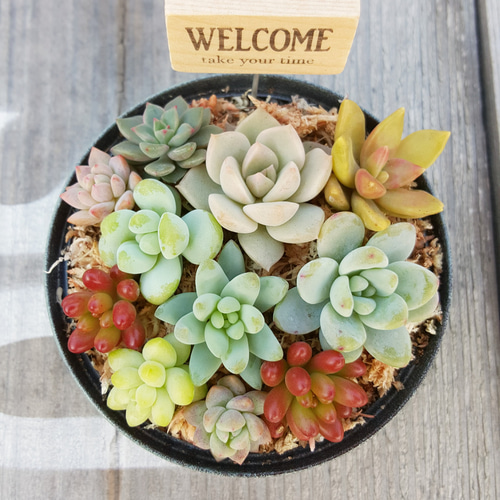 多肉植物　リメイク缶・鉢　寄せ植え⑰　3個セット 7a0c38bb0b843db3be4d63a6f0ad67