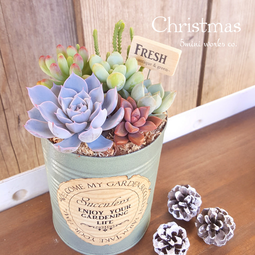 多肉植物カット苗 リメイク缶 2 【公式通販】