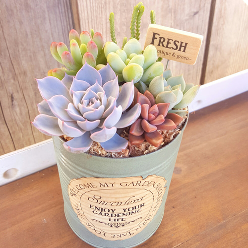 多肉植物カット苗 リメイク缶 2 【公式通販】
