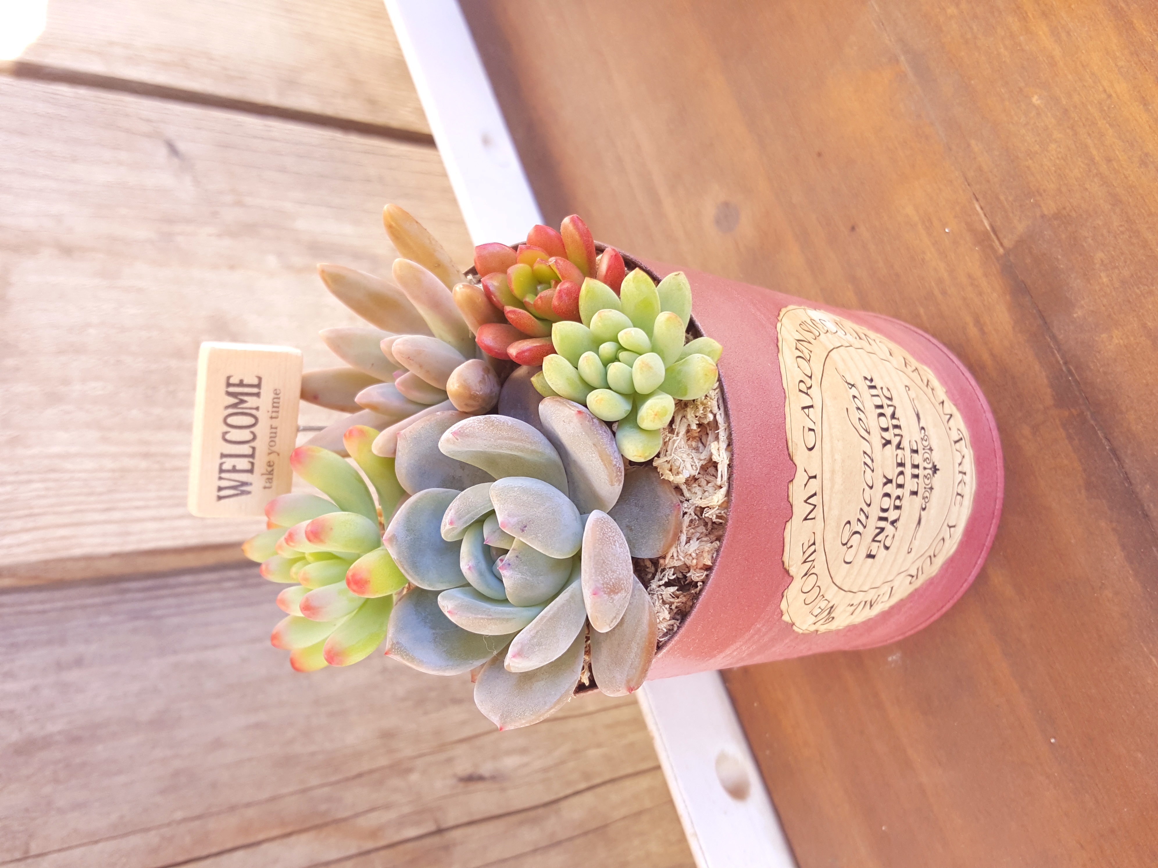 多肉植物のリメイク缶寄せ植え♪ピック付 《アンティークピンク