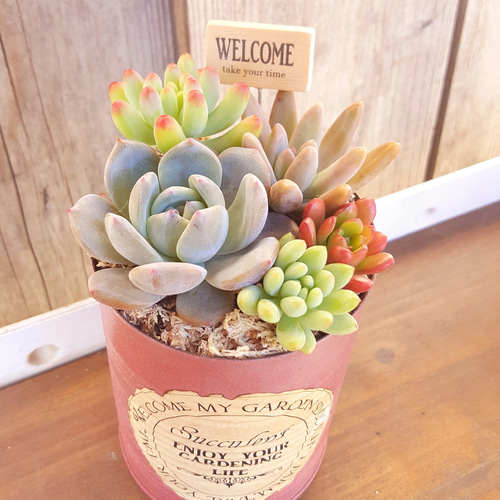 多肉植物のリメイク缶寄せ植え♪ピック付 《アンティークピンク