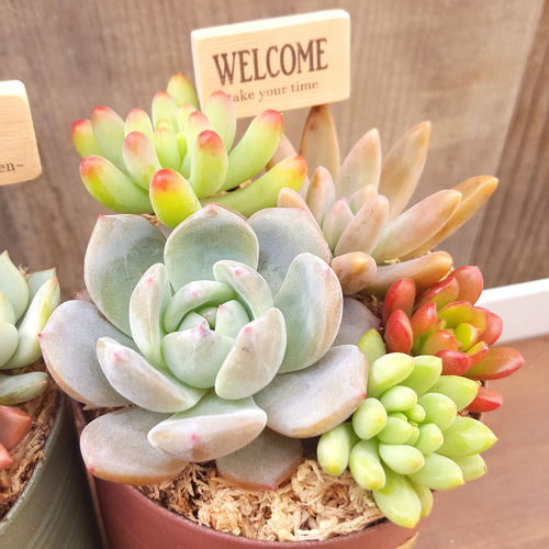 リメ缶　水色とピンクのお家2個セット+ピック 多肉植物のリメイク缶寄せ植え♪ピック付 《アンティークピンク