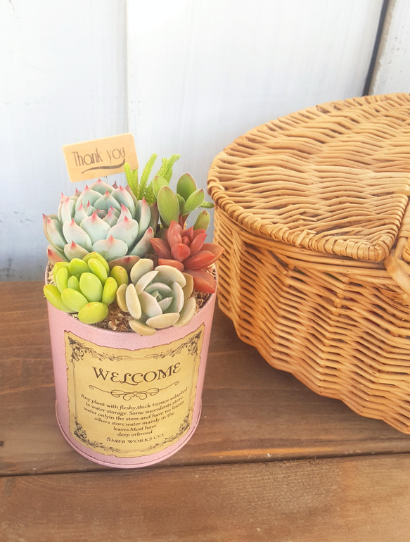 ☆母の日☆多肉植物の寄せ植えピック付き♪《ピンク》 2枚目の画像