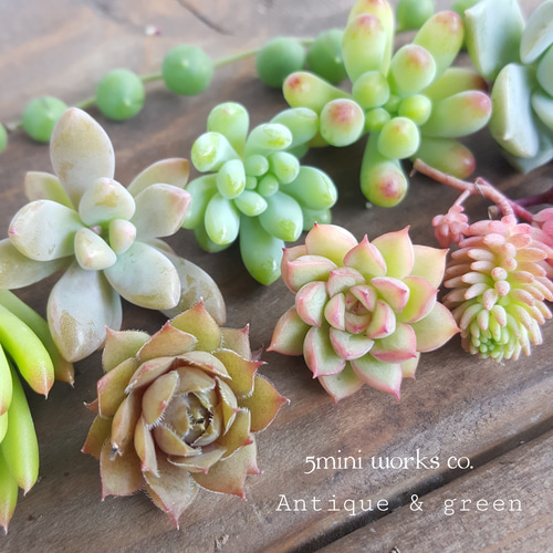 多肉植物カット苗バラ売り！注文はコメントお願いします。 多肉植物カット苗⑩☆寄せ植え