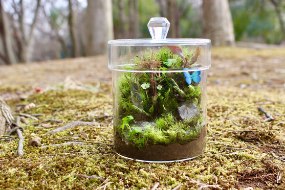 【苔テラリウム】苔むす森 2枚目の画像