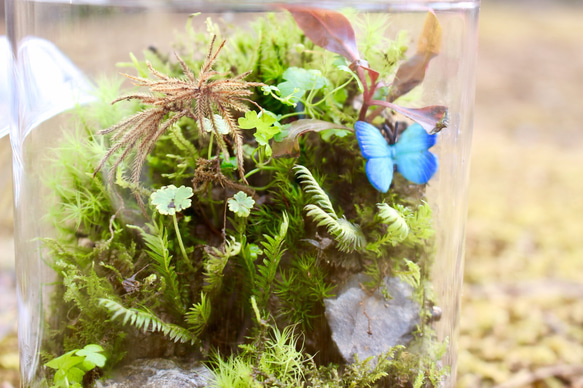 【苔テラリウム】苔むす森 3枚目の画像