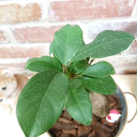 ガジュマル　お洒落アレンジ♡　植物　観葉植物 2枚目の画像