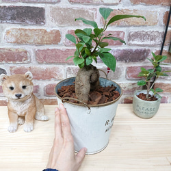 ガジュマル　お洒落アレンジ♡　植物　観葉植物 5枚目の画像