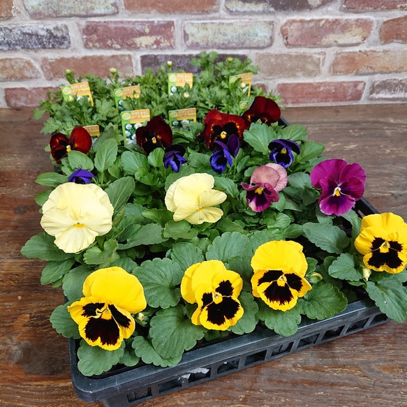 パンジー ノースポール 24個セット 9cmポット ワンランク上♡ アート