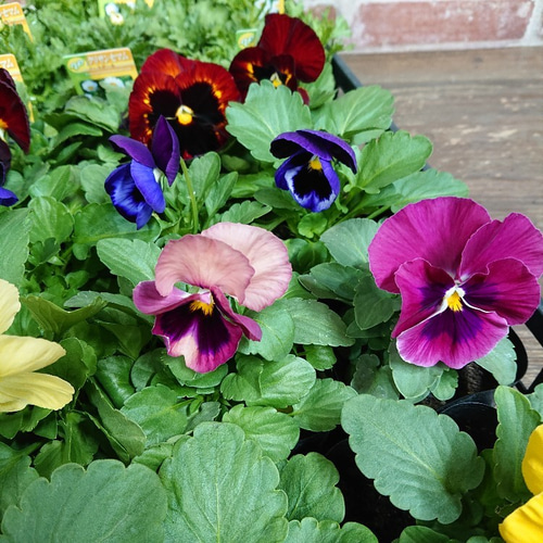 パンジー ノースポール 24個セット 9cmポット ワンランク上♡ アート