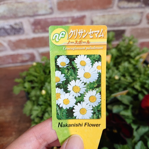 パンジー ノースポール 24個セット 9cmポット ワンランク上♡ アート