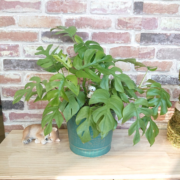 姫モンステラお洒落アレンジ♡　植物　観葉植物 1枚目の画像