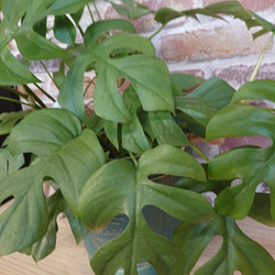 姫モンステラお洒落アレンジ♡　植物　観葉植物 4枚目の画像