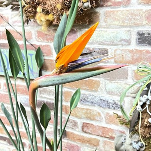 希少 ストレリチア 極楽鳥花 アートフラワー 植物&グリーン雑貨 希少 ストレリチア 極楽鳥花 アートフラワー 植物&グリーン雑貨