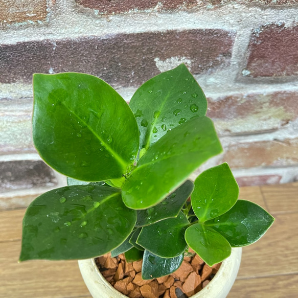 再販　クルシア　お洒落アレンジ♡　植物　観葉植物 3枚目の画像