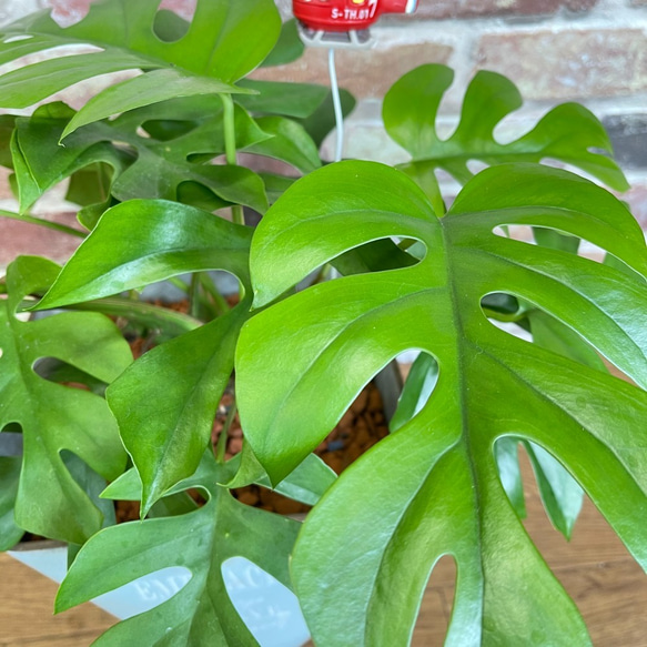 ヒメモンステラ　お洒落アレンジ♡　植物　観葉植物 2枚目の画像