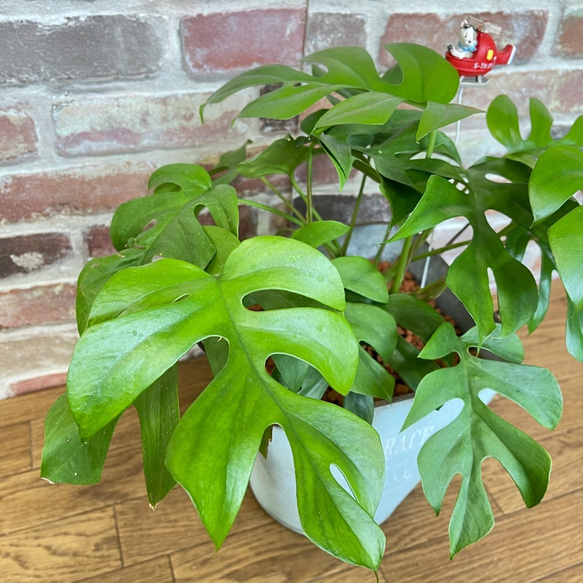 ヒメモンステラ　お洒落アレンジ♡　植物　観葉植物 3枚目の画像