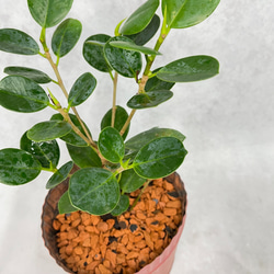 パンダガジュマル　お洒落アレンジ♡　植物　観葉植物 3枚目の画像