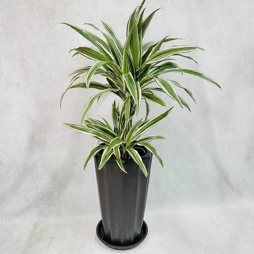 ドラセナ ホワイトストライプ お洒落アレンジ♡ 観葉植物 植物 ドラセナ ホワイトストライプ お洒落アレンジ♡ 観葉植物 植物