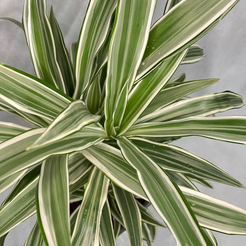 ドラセナ ホワイトストライプ お洒落アレンジ♡ 観葉植物 植物 ドラセナ ホワイトストライプ お洒落アレンジ♡ 観葉植物 植物