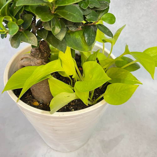 ディフェンバキア トロピックマリアンヌ 寄せ植えお洒落アレンジ