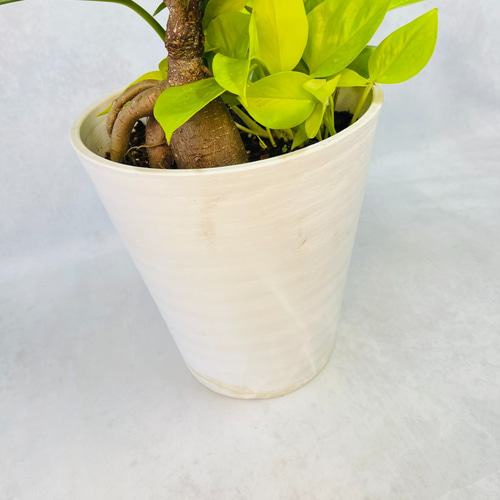 ディフェンバキア トロピックマリアンヌ 寄せ植えお洒落アレンジ