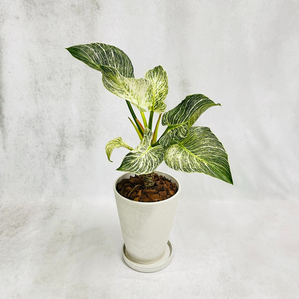 フィロデンドロン 根上りバーキン お洒落アレンジ♡ 植物 観葉植物