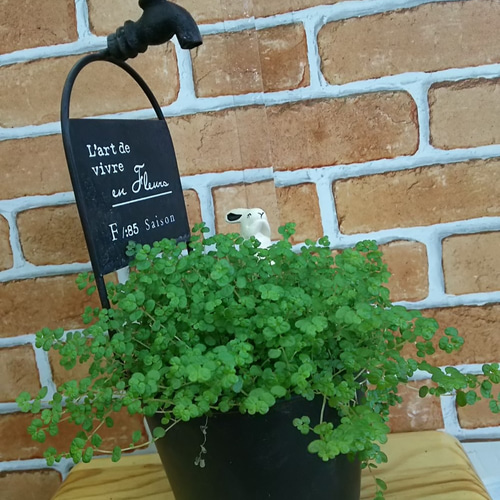世界一小さな花が咲くベビーティアーズ 蛇口のブリキポットにうさぎ 