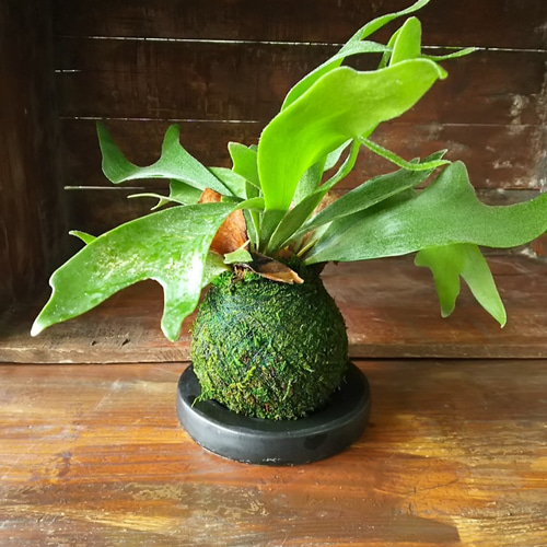 ビカクシダ コウモリラン アンティークポット付き 園芸ネット本店