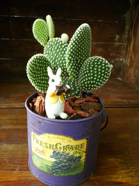 うさぎちゃんの耳 ⭐️バニーカクタス キンエボシ⭐️サボテン 多肉