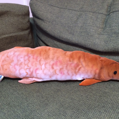 ネオケラトドゥス　ぬいぐるみ オーストラリア肺魚（ネオケラトドゥス フォルステリ）の