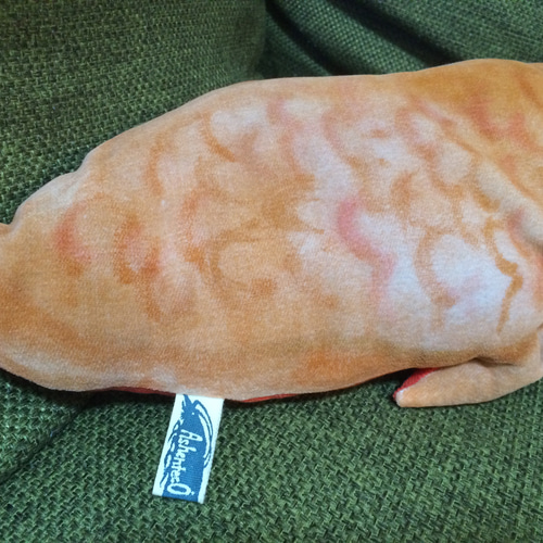 オーストラリア肺魚（ネオケラトドゥス フォルステリ）の