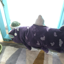 ネオケラトドゥス　ぬいぐるみ ネオケラのぬいぐるみを見つけた！ 店員さんに売ってください