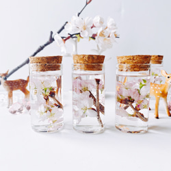 春を告げる啓翁桜の小さなハーバリウム　コルク瓶   桜 8枚目の画像