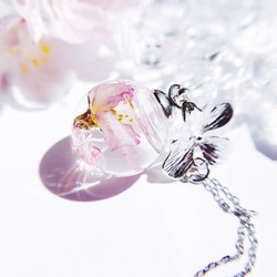 【母の日ギフト】春を告げる桜のハーバリウム＆啓翁桜のネックレス木箱セット 5枚目の画像