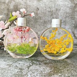 【２本セット】春を告げる桜とミモザのプチハーバリウム spring 3枚目の画像