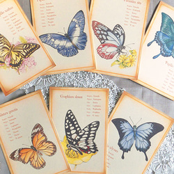 胡蝶標本図：ポストカード集 2枚目の画像