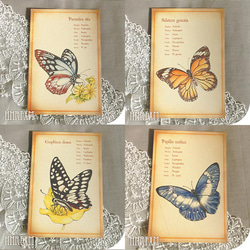 胡蝶標本図：ポストカード集 4枚目の画像