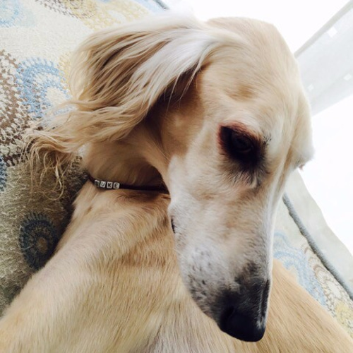 パラコード犬用ネームネックレス：サイズL ペット服・アクセサリー