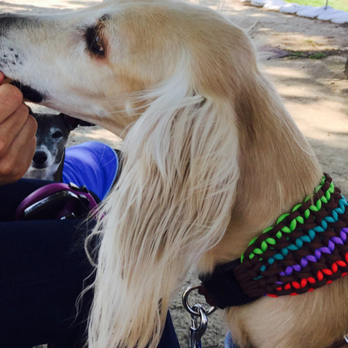 オーダー サンプルページ Mサイズ 短毛種 首輪付き