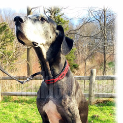 パラコード手編み幅広首輪#135 中型犬〜超大型犬向き ハーフチョーク 7枚目の画像