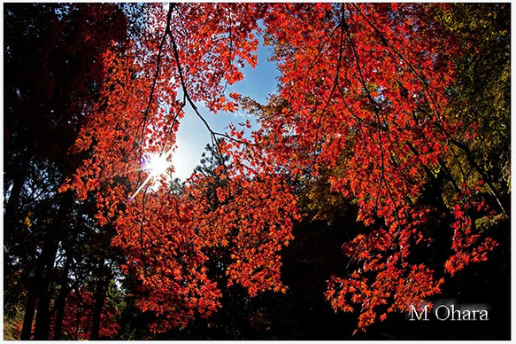 もゆる紅葉 1枚目の画像