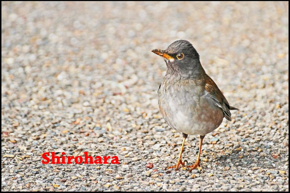 野鳥　シロハラ 1枚目の画像