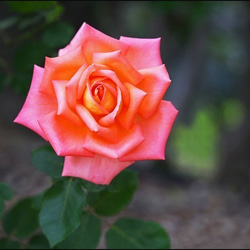 ☆薔薇一輪 写真・グラフィック マークOhara写真館 通販 6058646