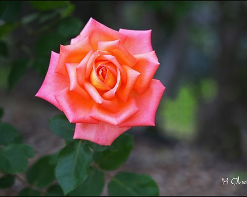 0_ca7752e8daa228ae69a4f27a4984