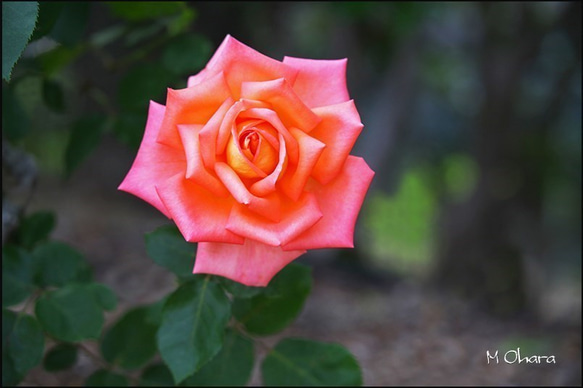 一輪の薔薇 ☆薔薇一輪 写真・グラフィック マークOhara写真館 通販 6058646